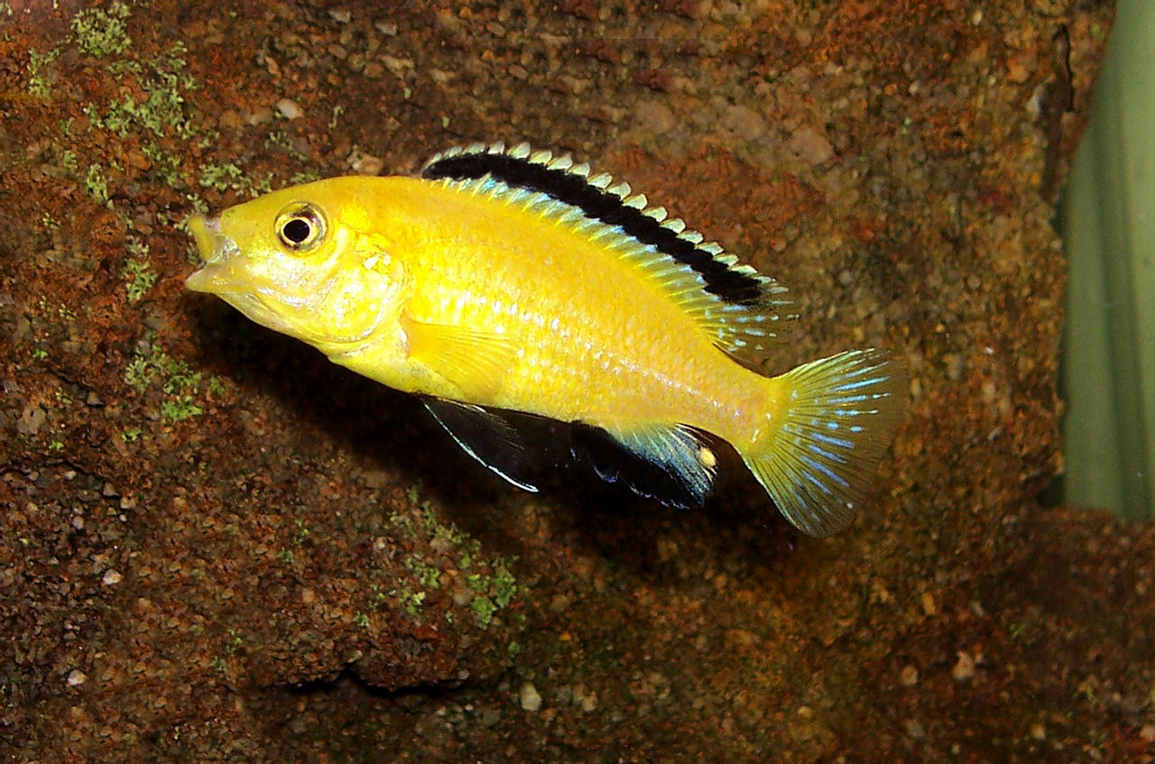 Labidochromis caeruleus